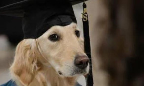 Cachorro recebe diploma por ajudar aluna cadeirante