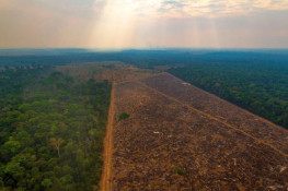 Desmatamento ilegal: Governador Mauro Mendes defende confisco de terras